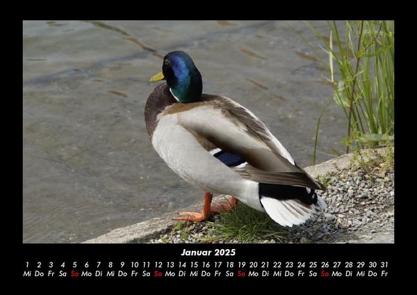 Produktbild: Enten 2025 Fotokalender DIN A3