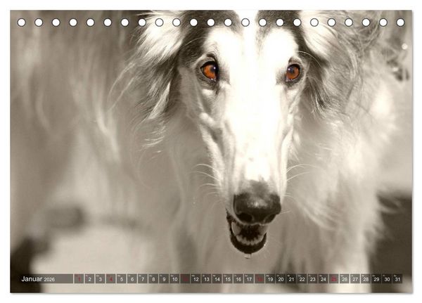 Produktbild: Windhunde eye-catcher (Tischkalender 2026 DIN A5 quer), CALVENDO Monatskalender