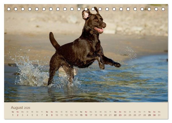 Produktbild: Labrador Retriever (Tischkalender 2026 DIN A5 quer), CALVENDO Monatskalender