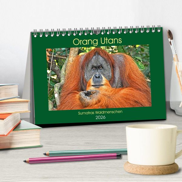 Produktbild: Orang Utans Sumatras Waldmenschen (Tischkalender 2026 DIN A5 quer), CALVENDO Monatskalender