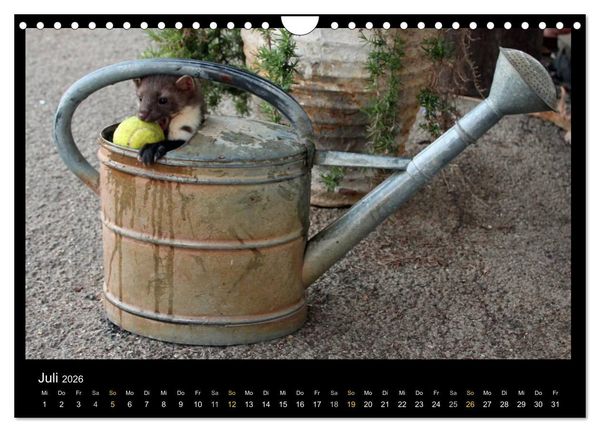 Produktbild: Marderkinder (Wandkalender 2026 DIN A4 quer), CALVENDO Monatskalender