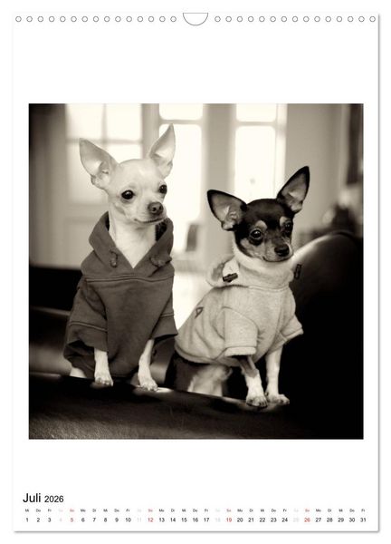Produktbild: CHIHUAHUA CHIC Photos Marion Koell (Wandkalender 2026 DIN A3 hoch), CALVENDO Monatskalender