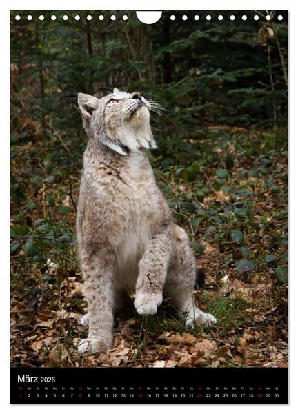 Produktbild: Der Luchs - Europas gr&ouml;&szlig;te Samtpfote (Wandkalender 2026 DIN A4 hoch), CALVENDO Monatskalender