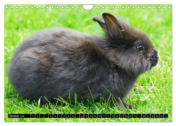 Produktbild: Liebenswerte Zwergkaninchen (Wandkalender 2026 DIN A4 quer), CALVENDO Monatskalender