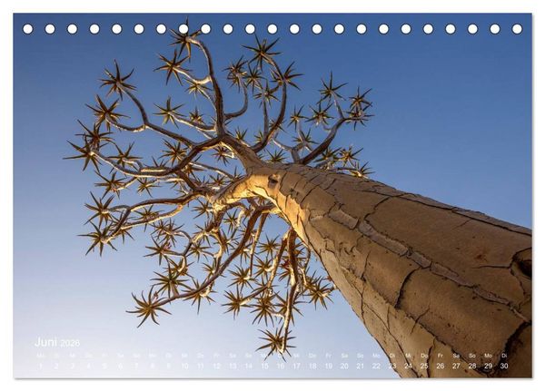 Produktbild: Astrein! - Der Baumkalender 2026 (Tischkalender 2026 DIN A5 quer), CALVENDO Monatskalender