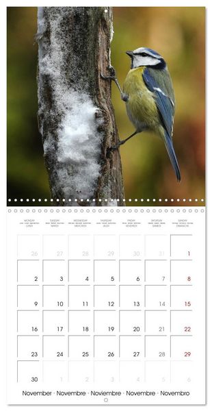Produktbild: M&eacute;sange bleue en G&acirc;tinais (Calendrier mural carr&eacute; 2026 30x30 cm) Calendrier double avec une page pour vos prises de notes