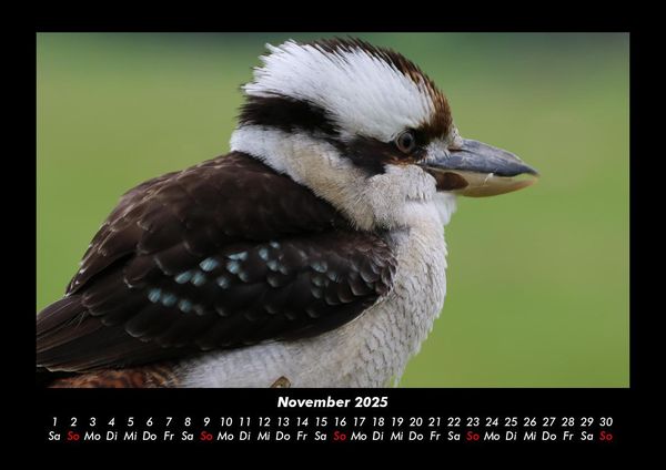 Produktbild: V&ouml;gel 2025 Fotokalender DIN A3