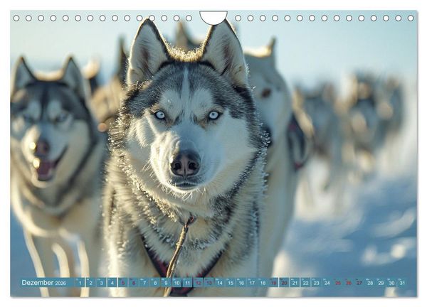 Produktbild: Schlittenhund Tr&auml;ume (Wandkalender 2026 DIN A4 quer), CALVENDO Monatskalender