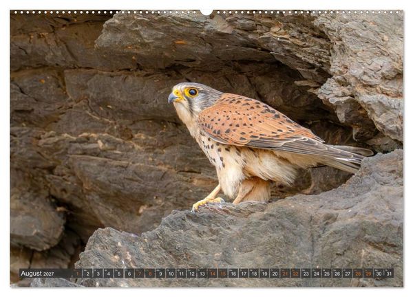 Produktbild: Die sch&ouml;nsten Brutv&ouml;gel Lanzarotes (Wandkalender 2027 DIN A2 quer), CALVENDO Monatskalender