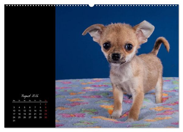 Produktbild: Chihuahua Welpen und Freunde (Wandkalender 2026 DIN A2 quer), CALVENDO Monatskalender