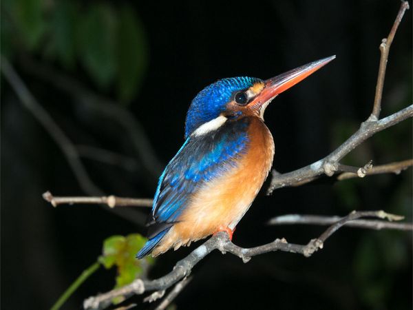 Produktbild: CALVENDO Puzzle Kingfisher aus dem Dschungel von Borneo, Indonesien | 1000 Teile Lege-Gr&ouml;&szlig;e 64x48cm Foto-Puzzle f&uuml;r gl&uuml;ckliche Stunden