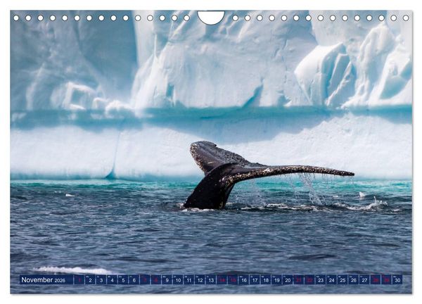 Produktbild: Antarktis Gletscher, Robben, Pinguine (Wandkalender 2026 DIN A4 quer), CALVENDO Monatskalender