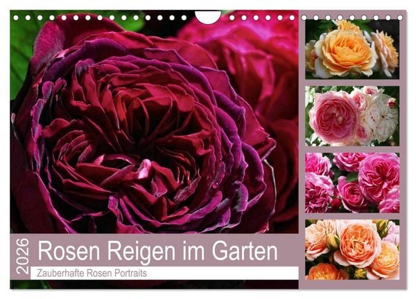 Produktbild: Rosen Reigen im Garten (Wandkalender 2026 DIN A4 quer), CALVENDO Monatskalender