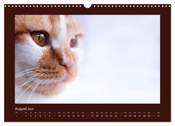 Produktbild: Britisch Kurzhaar Katzen - Poesie f&uuml;rs Auge (Wandkalender 2026 DIN A3 quer), CALVENDO Monatskalender