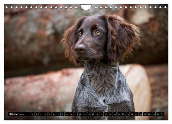 Produktbild: Faszination Jagdhund - Deutsch Langhaar (Wandkalender 2026 DIN A4 quer), CALVENDO Monatskalender