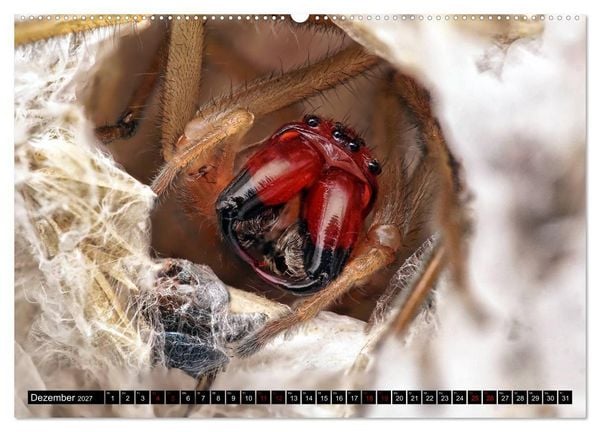 Produktbild: Faszination Makrofotografie: Spinnen (hochwertiger Premium Wandkalender 2027 DIN A2 quer), Kunstdruck in Hochglanz