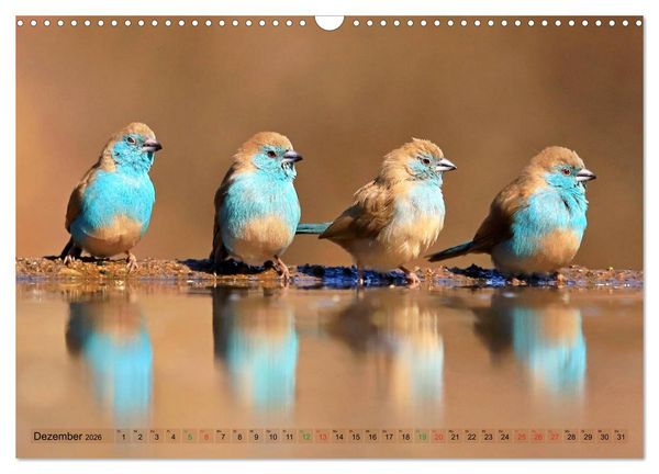 Produktbild: V&ouml;gel in Afrika - Magie der Farben (Wandkalender 2026 DIN A3 quer), CALVENDO Monatskalender