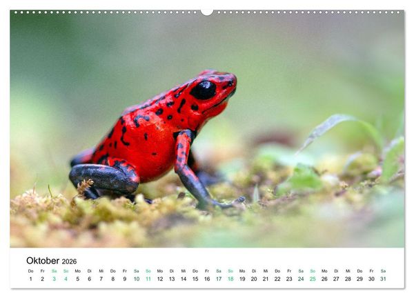 Produktbild: Costa Rica - Tropische Tierwelt (Wandkalender 2026 DIN A2 quer), CALVENDO Monatskalender