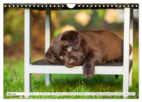 Produktbild: Freund auf 4 Pfoten - Labrador Retriever (Wandkalender 2026 DIN A4 quer), CALVENDO Monatskalender