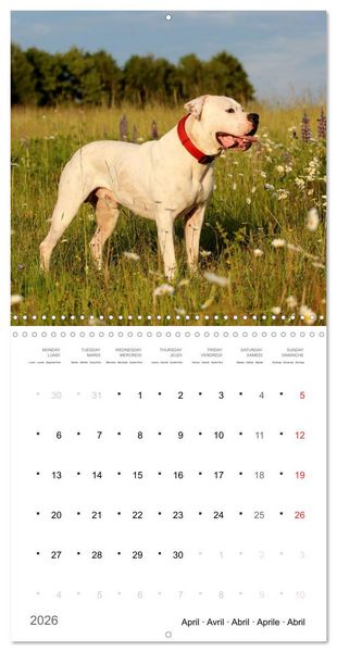 Produktbild: American Bulldog (Wall Calendar 2026 12 &times; 12 Inch) CALVENDO 12 Month Wall Calendar
