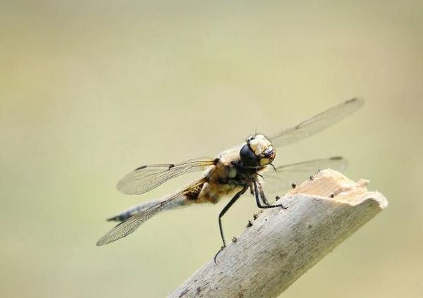 Produktbild: Die fabelhafte Welt der Libellen (Tischaufsteller DIN A5 quer)
