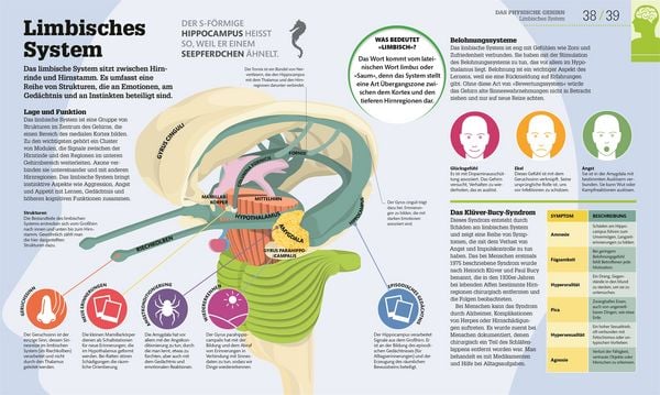 Produktbild: #dkinfografik. Das menschliche Gehirn und wie es funktioniert
