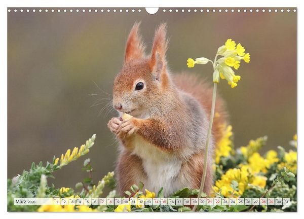 Produktbild: Besondere Augenblicke mit Eichh&ouml;rnchen (Wandkalender 2026 DIN A3 quer), CALVENDO Monatskalender