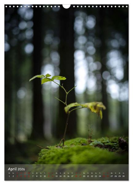 Produktbild: Lebensraum Wald (Wandkalender 2026 DIN A3 hoch), CALVENDO Monatskalender