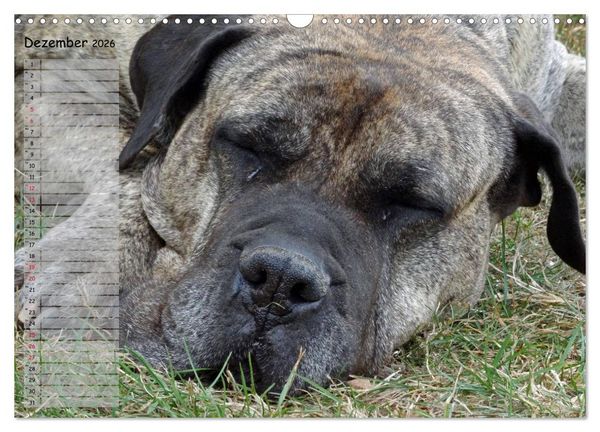 Produktbild: Dogo Canario (Wandkalender 2026 DIN A3 quer), CALVENDO Monatskalender