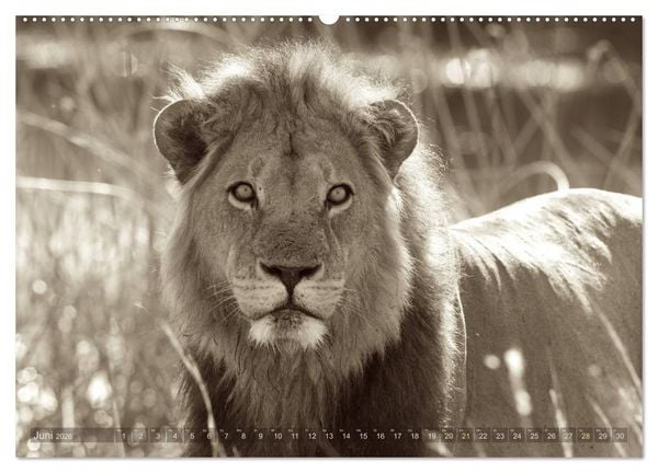 Produktbild: Botswana &ndash; Impressionen aus Afrika (hochwertiger Premium Wandkalender 2026 DIN A2 quer), Kunstdruck in Hochglanz