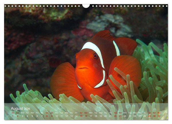 Produktbild: Anemonefish - always busy - always on the move (Wall Calendar 2026 DIN A3 landscape), CALVENDO 12 Month Wall Calendar