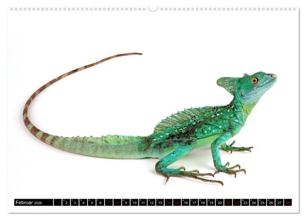 Produktbild: Amphibien und Reptilien (Wandkalender 2026 DIN A2 quer), CALVENDO Monatskalender