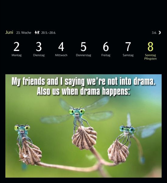 'Animal Memes Postkartenkalender 2025 53 tierisch witzige Postkarten