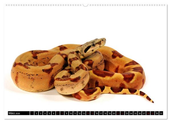 Produktbild: Amphibien und Reptilien (Wandkalender 2026 DIN A2 quer), CALVENDO Monatskalender