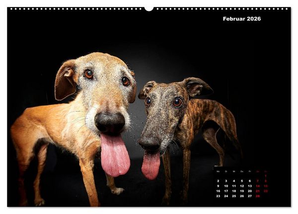 Produktbild: Die Stimme der Windhunde (hochwertiger Premium Wandkalender 2026 DIN A2 quer), Kunstdruck in Hochglanz