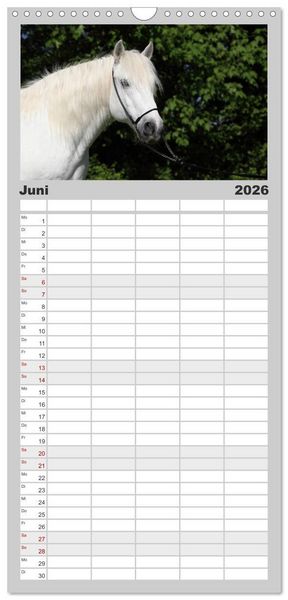 Produktbild: Familienplaner 2026 - Pferde - im Galopp durch's Jahr mit 5 Spalten (Wandkalender, 21 x 45 cm) CALVENDO
