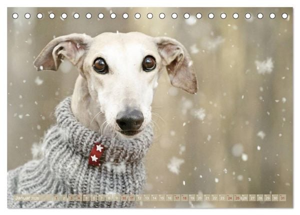 Produktbild: Zauberhafte Windhunde (Tischkalender 2026 DIN A5 quer), CALVENDO Monatskalender