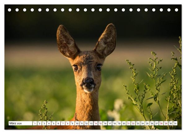 Produktbild: Anmut mit sanften Augen - Rehwild in der freien Natur (Tischkalender 2026 DIN A5 quer), CALVENDO Monatskalender
