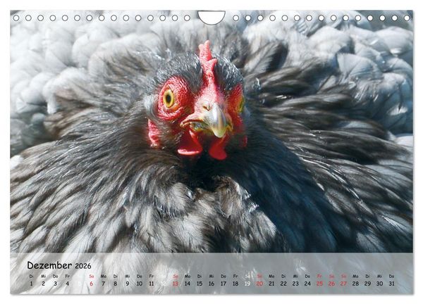 Produktbild: H&uuml;hner im Garten (Wandkalender 2026 DIN A4 quer), CALVENDO Monatskalender