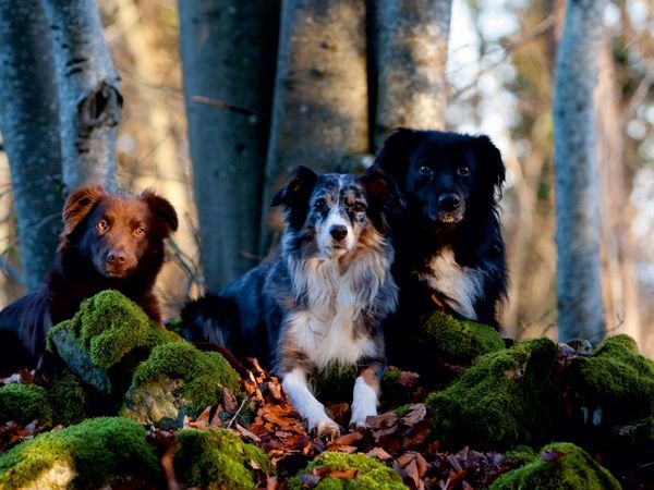 Produktbild: CALVENDO Puzzle Das Dreigestirn | 1000 Teile Lege-Gr&ouml;&szlig;e 64x48cm Foto-Puzzle f&uuml;r gl&uuml;ckliche Stunden