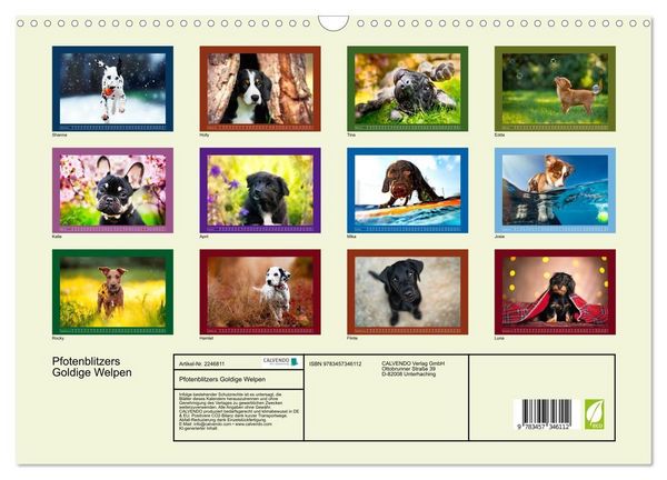 Produktbild: Pfotenblitzers Goldige Welpen (Wandkalender 2026 DIN A3 quer), CALVENDO Monatskalender