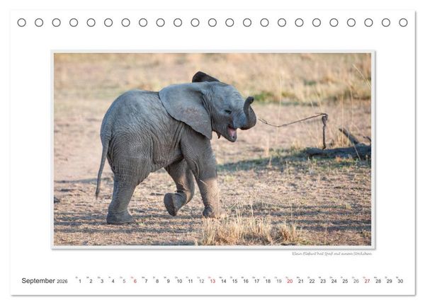 Produktbild: Emotionale Momente: Aus dem Leben der Elefanten. / CH-Version (Tischkalender 2026 DIN A5 quer), CALVENDO Monatskalender