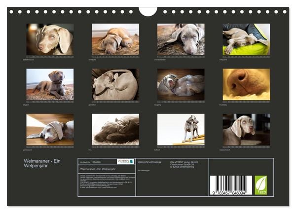 Produktbild: Weimaraner - Ein Welpenjahr (Wandkalender 2026 DIN A4 quer), CALVENDO Monatskalender