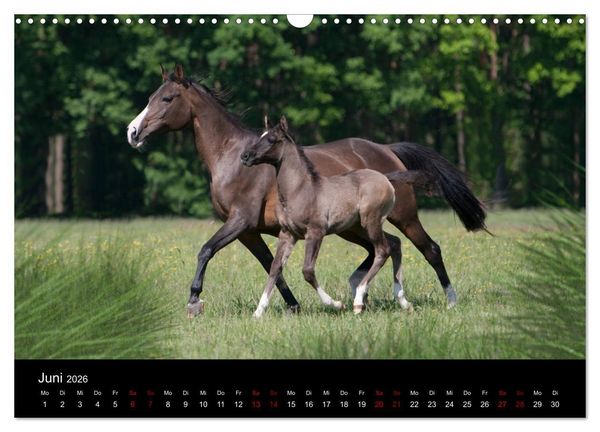 Produktbild: Vollblutaraber - Sch&ouml;nheit und Adel (Wandkalender 2026 DIN A3 quer), CALVENDO Monatskalender