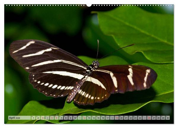 Produktbild: Schmetterlinge - zarte Gesch&ouml;pfe der Natur (hochwertiger Premium Wandkalender 2026 DIN A2 quer), Kunstdruck in Hochglanz