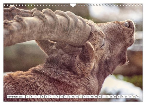 Produktbild: Steinb&ouml;cke - imposante Tiere (Wandkalender 2026 DIN A3 quer), CALVENDO Monatskalender