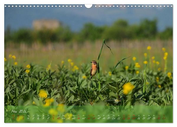 Produktbild: Wilde Toskana - von Ren&eacute; Schaack (Wandkalender 2026 DIN A3 quer), CALVENDO Monatskalender