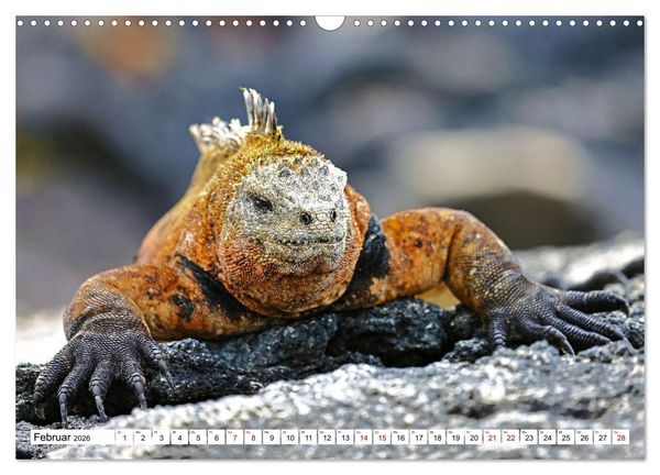 Produktbild: Gal&aacute;pagos - Die verwunschenen Inseln (Wandkalender 2026 DIN A3 quer), CALVENDO Monatskalender