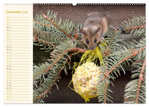 Produktbild: Gr&uuml;sse von der Maus! (Wandkalender 2026 DIN A2 quer), CALVENDO Monatskalender