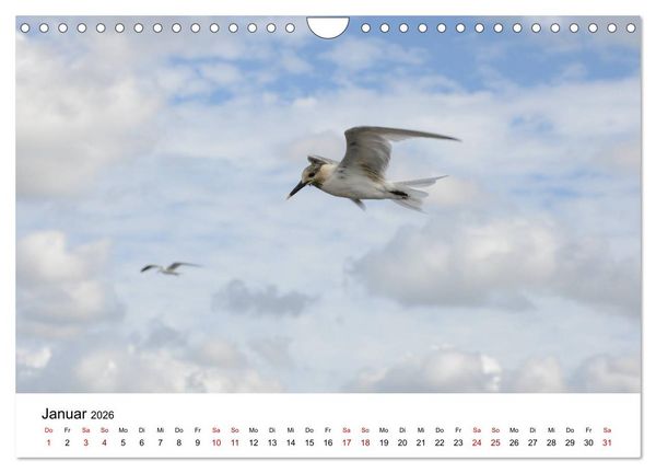 Produktbild: M&ouml;wen am Meer (Wandkalender 2026 DIN A4 quer), CALVENDO Monatskalender